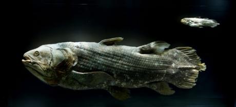 Creatures Of The Deep: The Coelacanth