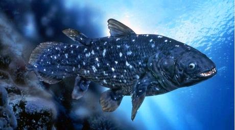 Creatures Of The Deep: The Coelacanth