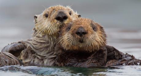 Making a Difference for California Sea Otters – Defenders of Wildlife Blog