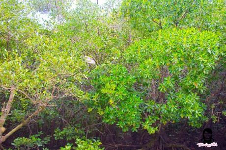 Mangroves at the Bojo River in Aloguinsan Cebu | Blushing Geek
