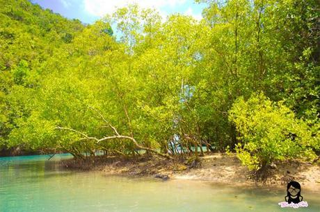 Mangroves at the Bojo River in Aloguinsan Cebu | Blushing Geek