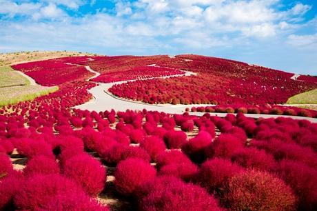 The Most Amazing Places in the World for Flowers