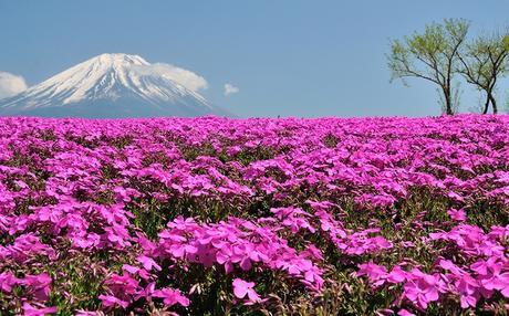 The Most Amazing Places in the World for Flowers