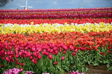 The Most Amazing Places in the World for Flowers