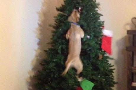 Top 10 Grinch Loving Dogs That Destroyed Christmas