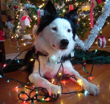 Dog Destroys Christmas Tree