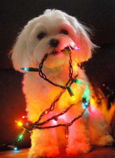 Dog Destroys Christmas Tree