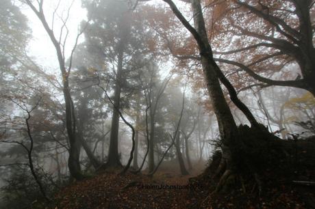A Magical Misty Walk