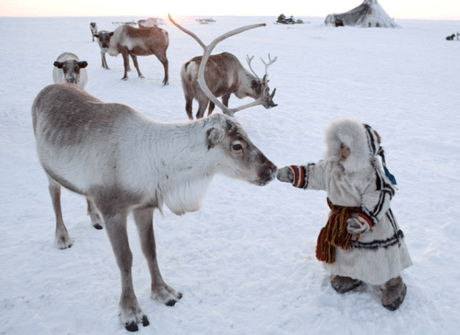 Siberian Tundra Reindeer