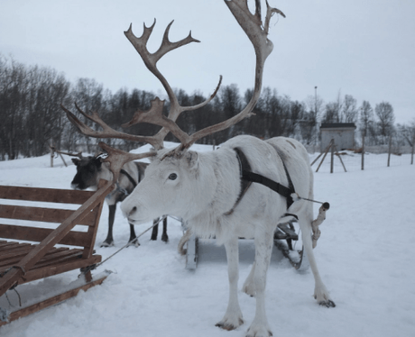 Novaya Zemlya Reindeer