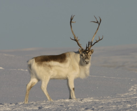 Peary Caribou Reindeer