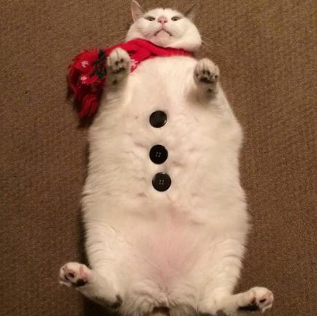 Snowman Cat
