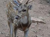 Migrated Deer Harlem Dies Stress