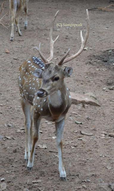 migrated deer in Harlem dies due to stress !!