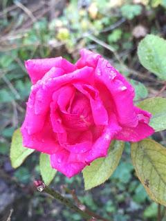 The Blackberry Garden Plant of the Year Award 2016