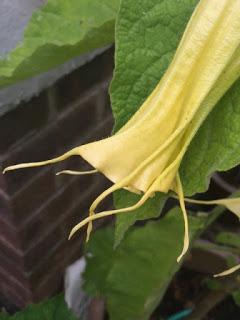 The Blackberry Garden Plant of the Year Award 2016