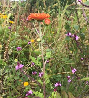 The Blackberry Garden Plant of the Year Award 2016