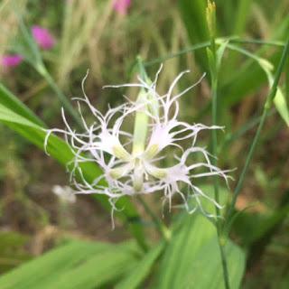 The Blackberry Garden Plant of the Year Award 2016