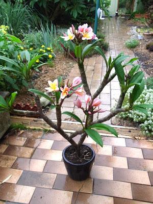 Frangipani 'Serendipity'