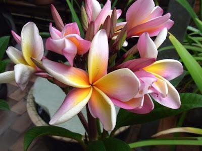 Frangipani 'Serendipity'