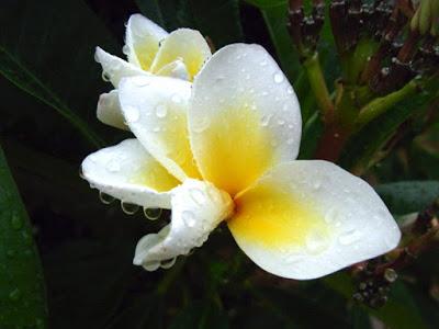 Frangipani 'Serendipity'