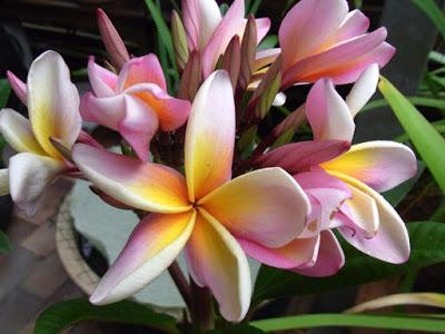 Frangipani 'Serendipity'