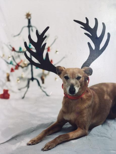 Binker the Christmas Reinwhippet