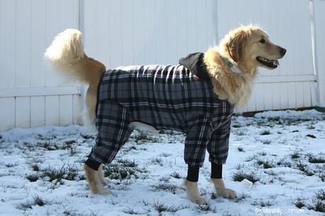 why your dog should wear a snojam fleece coat in the winter