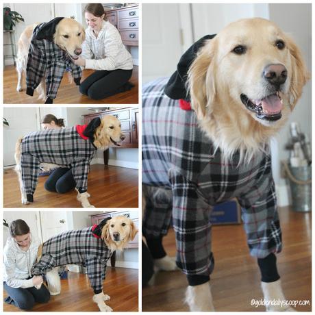 keeping dogs warm in the winter with a fleece coat