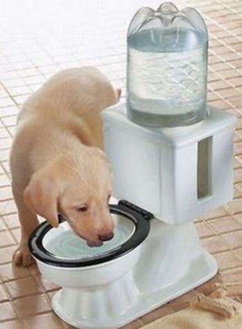 Make sure your dog stays hydrated