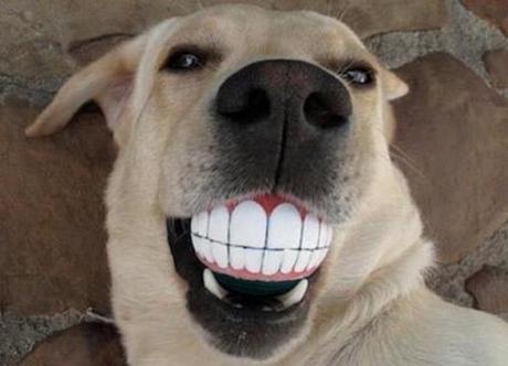 Make sure your dog keeps up with dental hygiene