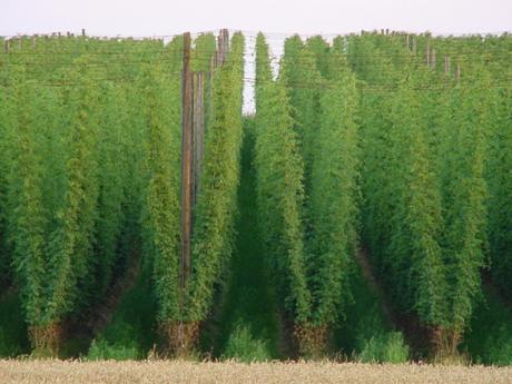 Trend Watching: 2016 Hop Production and the Rise of Citra