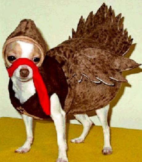 Dogs Dressed Up as a Christmas Turkey