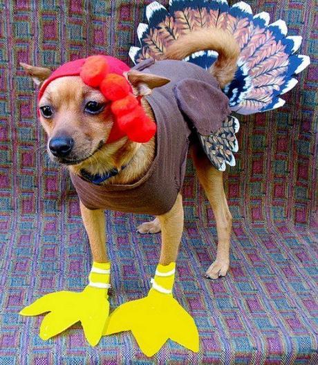 Dogs Dressed Up as a Christmas Turkey