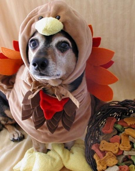 Dogs Dressed Up as a Christmas Turkey