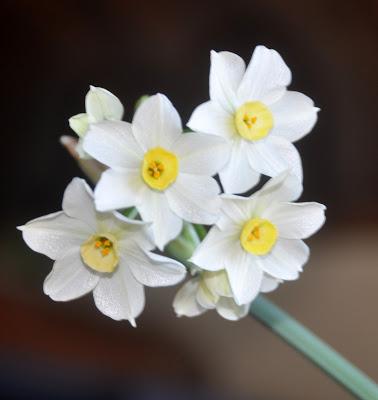 Narcissi in the Window