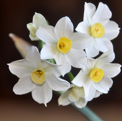 Narcissi in the Window