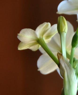 Narcissi in the Window