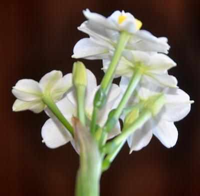 Narcissi in the Window