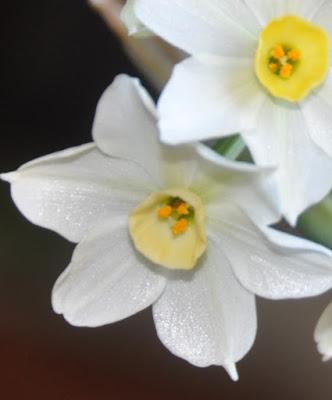 Narcissi in the Window