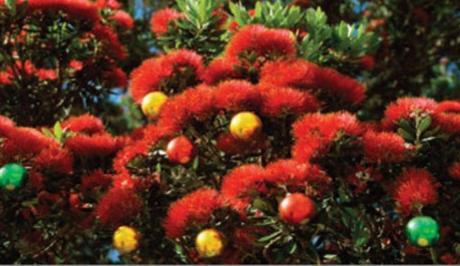 New Zealand's Christmas Tradition - The Pohutukawa Christmas Tree