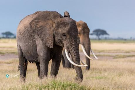 2016: Another fatal year for elephants