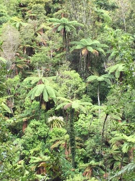 tree ferns