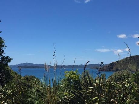 New Zealand flax