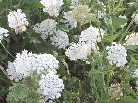 daucus-carota