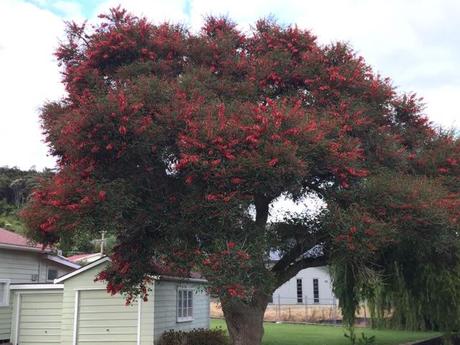 Kaka Beak tree