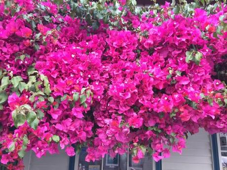 Bougainvillia