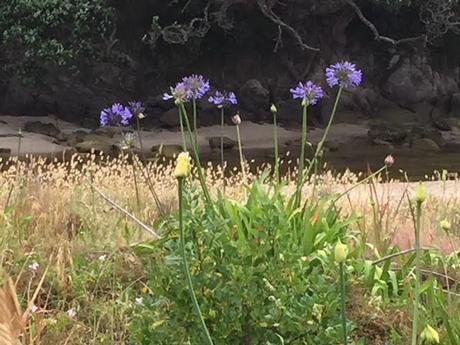 agapanthus