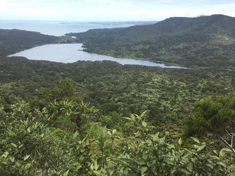 new zealand,woodland