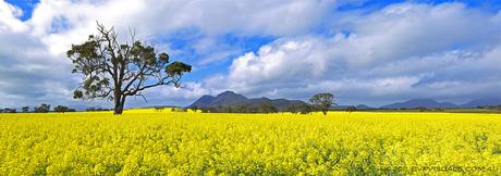 Western Australia Is Pretty Much A Wildflower Haven